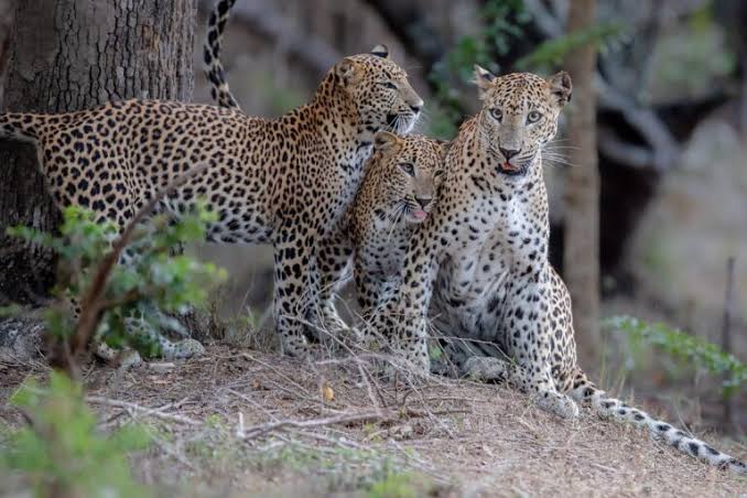 Sri Lankan leopards