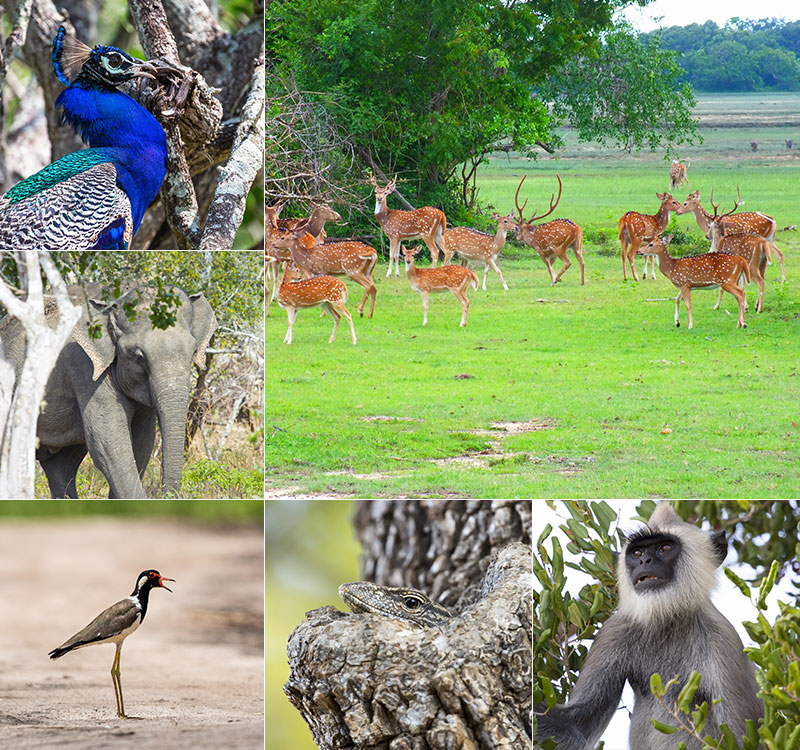 Kumana safari wildlife