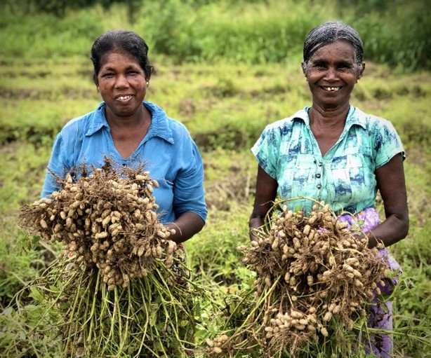 Groundnut harvest