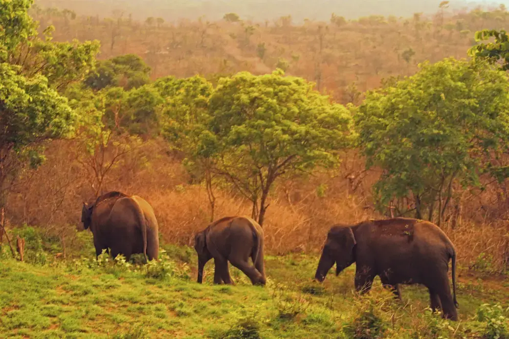 Wild elephants near the fields