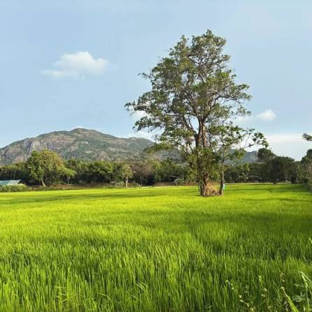 Paddy fields in January