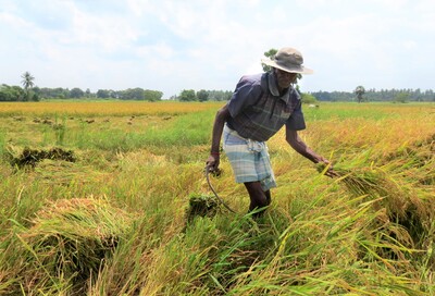 Paddy harvesting